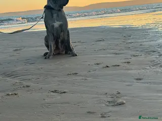 Neapolitan Mastiff dogs Neapolitan Mastiff x Cane Corso Puppies for Sale - Advert 5