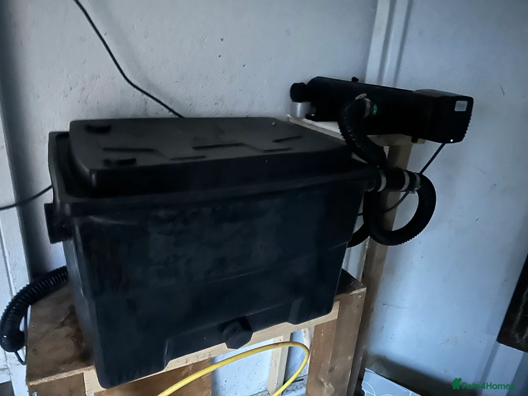 Koi Carp fish for sale: selling complete set up - Advert 2