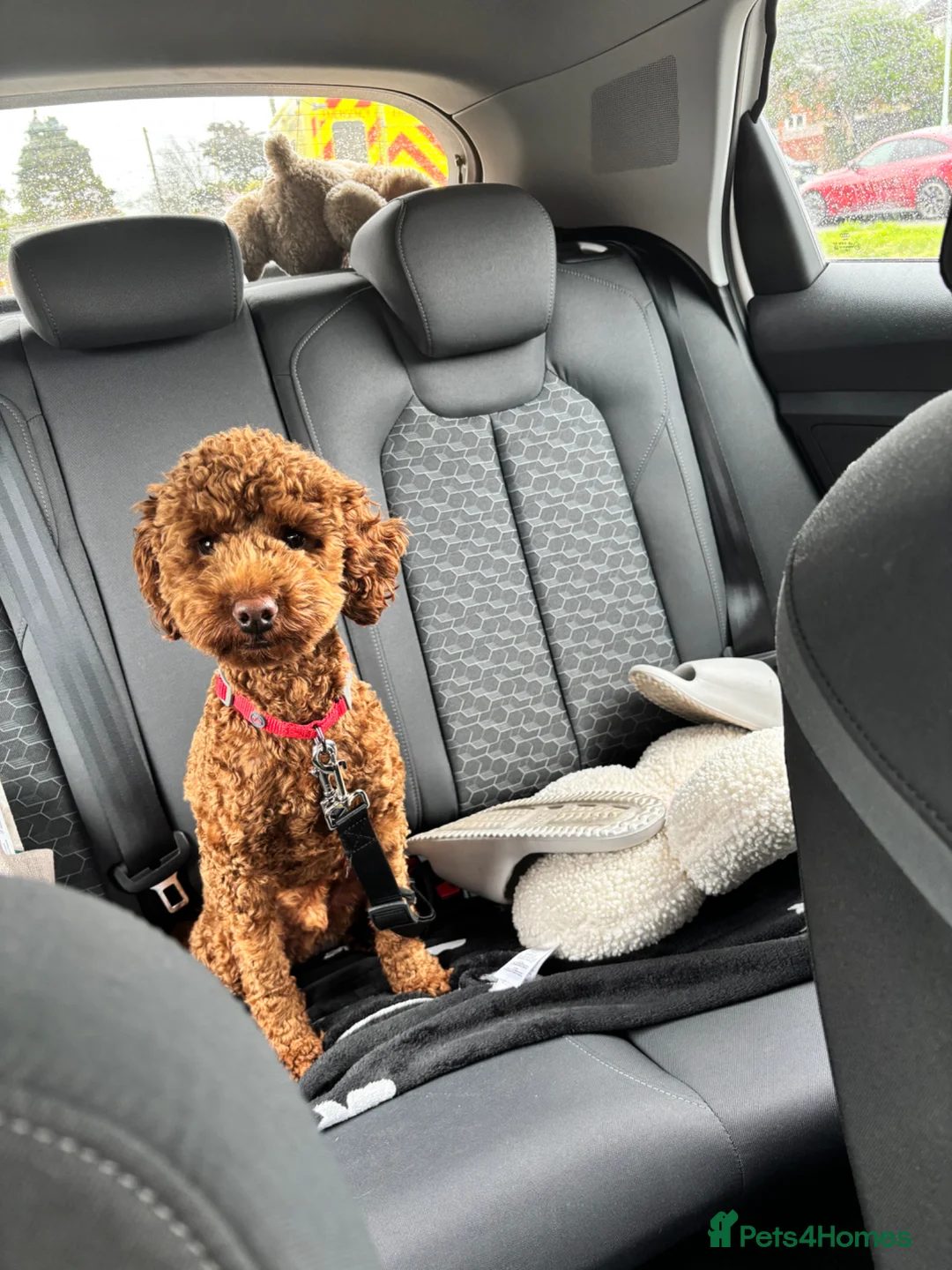 Cockapoo dogs for sale: Teddy the mini poodle  - Advert 3