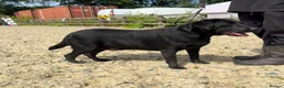 Labrador Retriever dogs for sale: 3 labs needing a new home - Advert 5