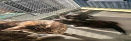 Mixed Breed cats for sale: Beautiful kitten - Advert 1