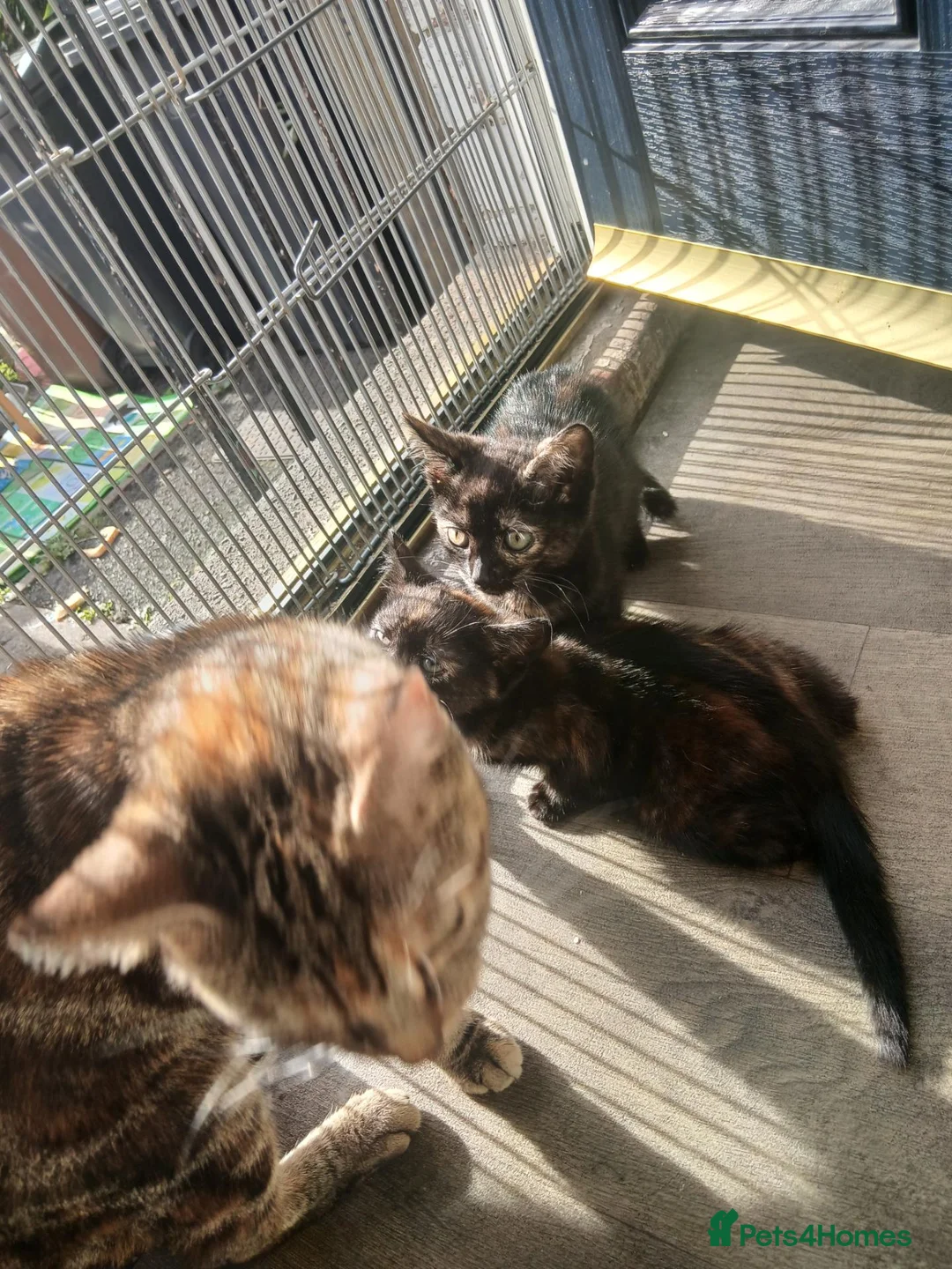 Mixed Breed cats for sale: Beautiful kitten - Advert 1