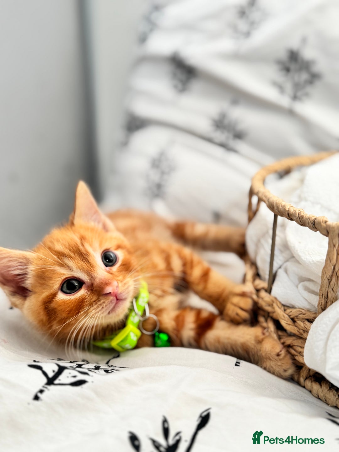Ragdoll cats for sale: CUTE AND PLAYFUL HALF RAGDOLL KITTENS  - Image 7