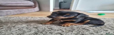 Jack Russell 2