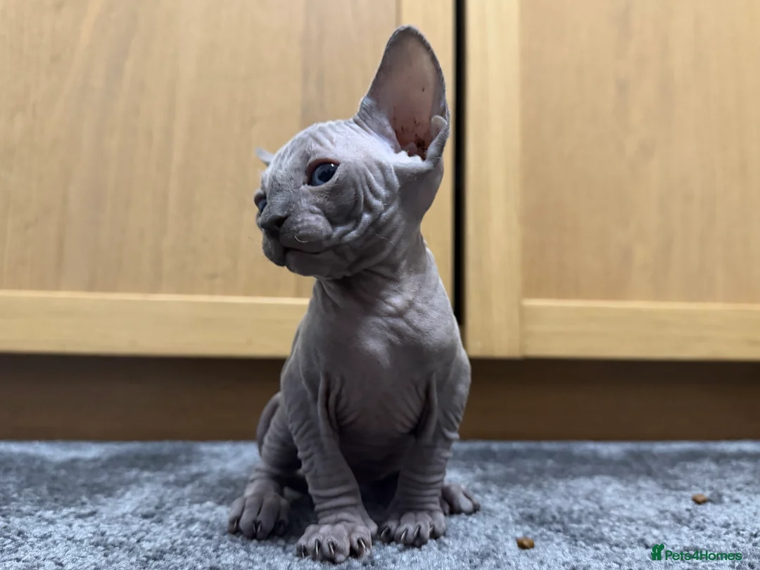 Sphynx cats for sale: Sphynx kitten Tica acctive - Advert 1