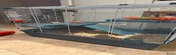 Hamster rodents for sale: Beautiful tame Syrian hamster  in Swadlincote - Advert 5