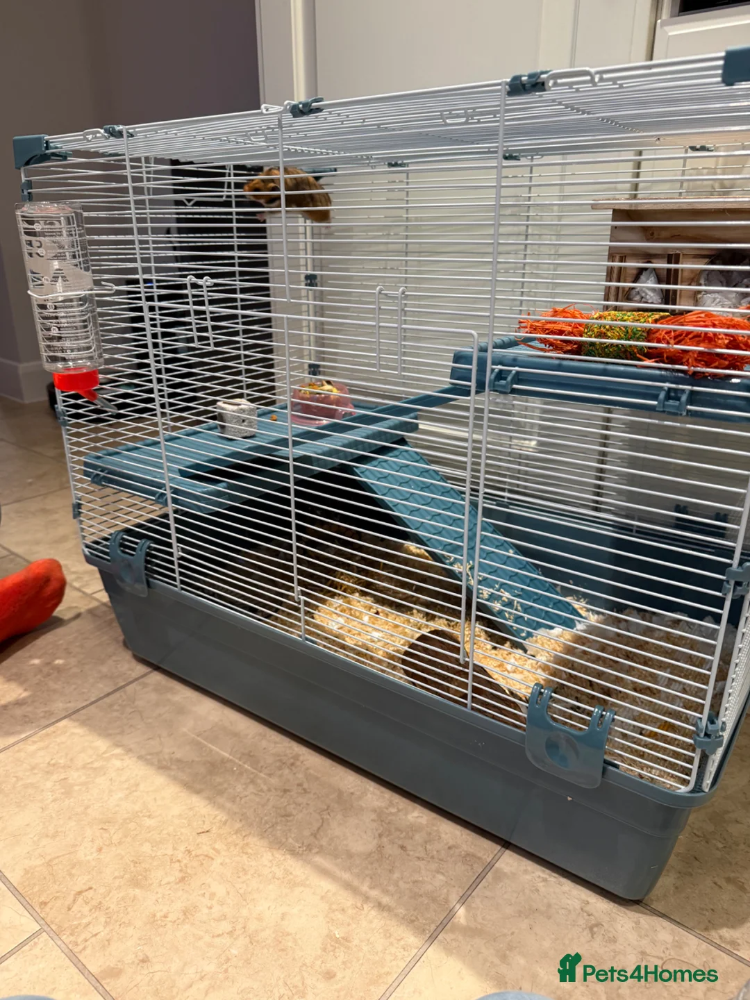 Hamster rodents for sale: Beautiful tame Syrian hamster  in Swadlincote - Advert 5