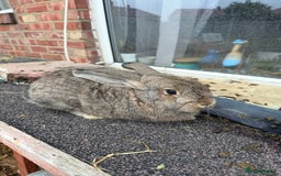 Mixed Breed rabbits for sale: Mixed breeds rabbits  9 to 14 weeks 3 left  - Advert 3