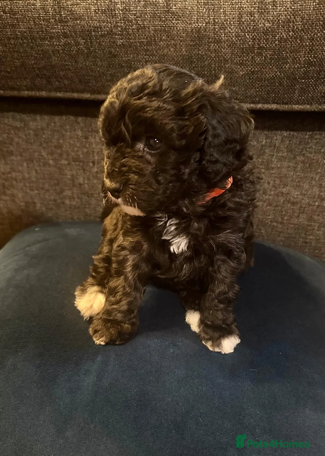 Miniature Poodle dogs for sale: Gorgeous pure bred miniature poodles - Advert 28
