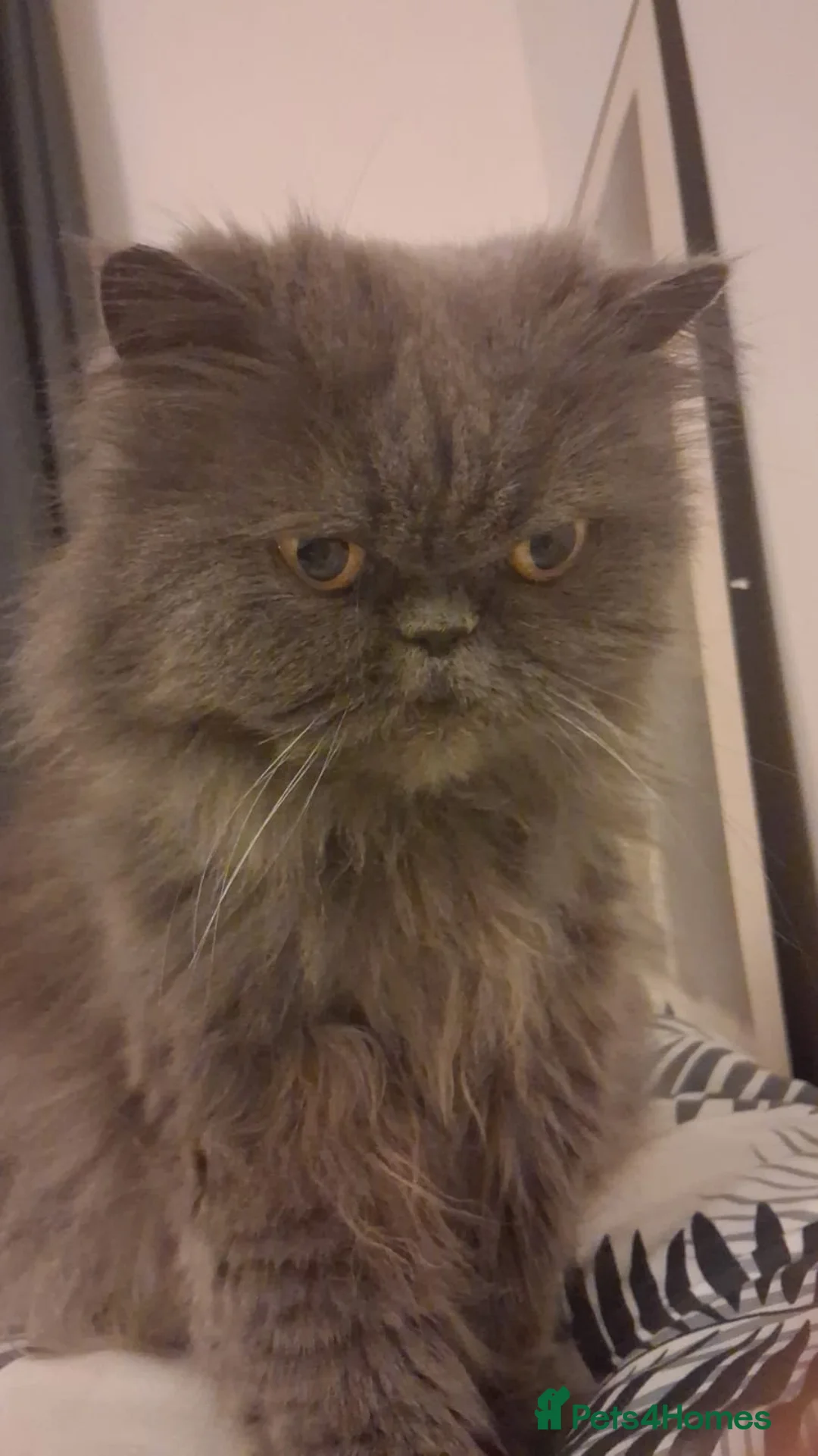 Persian cats for sale: Blue Longhaired Persion - Advert 6