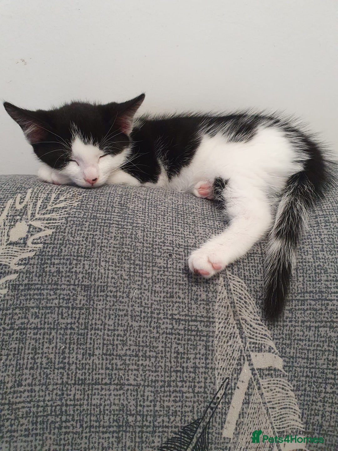 Mixed Breed cats for sale: Kittens for sale - Image 7