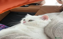 British Shorthair cats for sale: Gorgeous White British Shorthair Girl  - Image 5