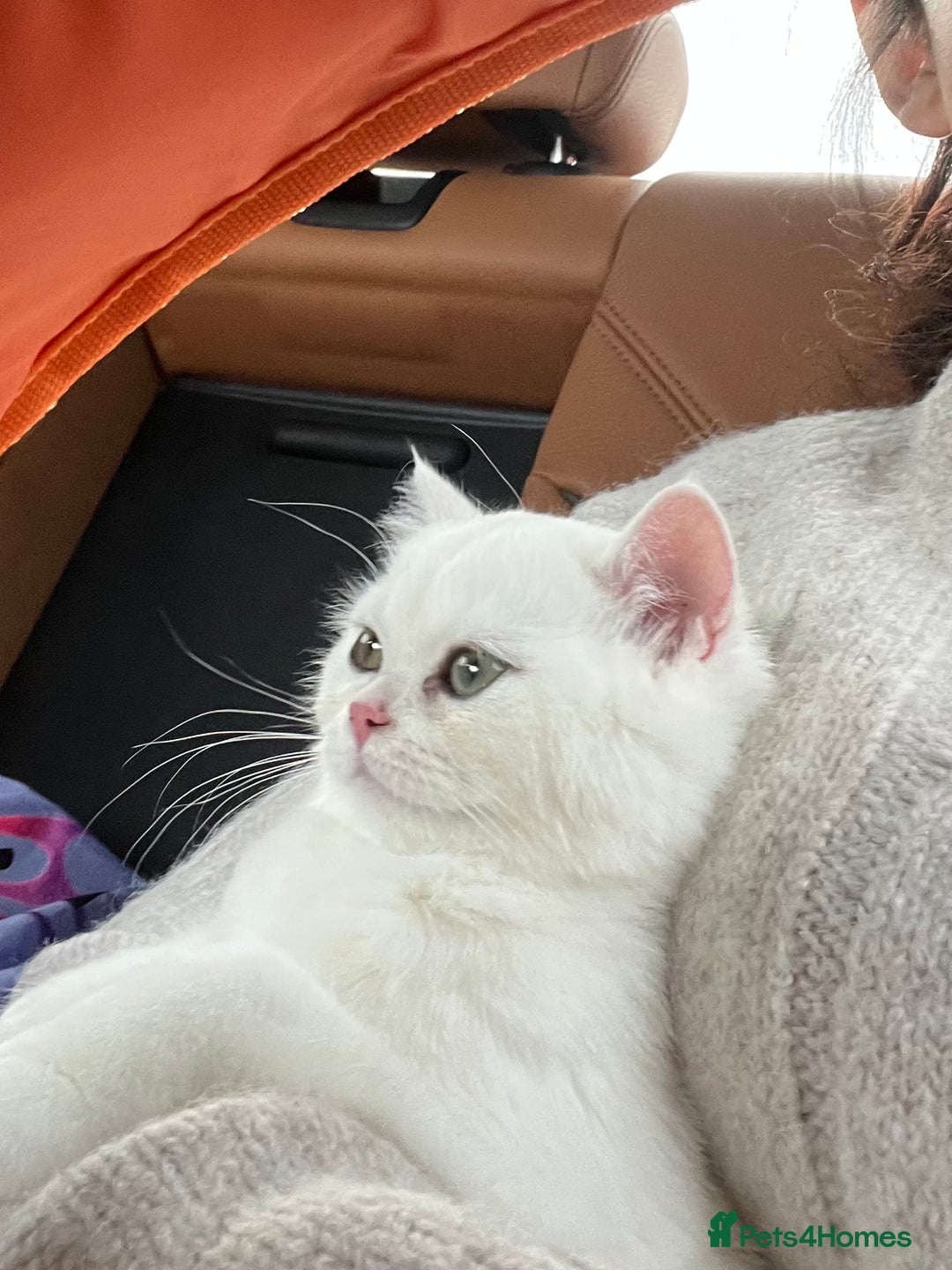 British Shorthair cats for sale: Gorgeous White British Shorthair Girl  - Image 5