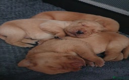 Labrador Retriever dogs for sale: Fox red labrador puppies - Advert 12