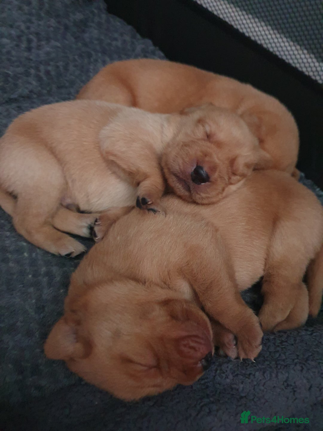 Labrador Retriever dogs for sale: Fox red labrador puppies - Advert 12