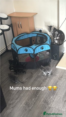 Mixed Breed cats - Advert 16