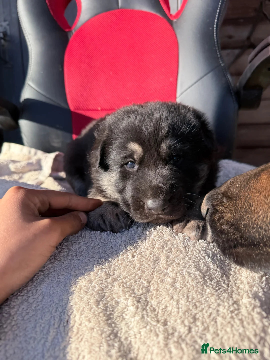 Mixed Breed dogs for sale: Belgium Malinois X German shepherd pups  - Advert 2