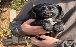 Cocker Spaniel dogs for sale: KC Reg – Fully Health Tested – Working Cocker Pups - Image 27