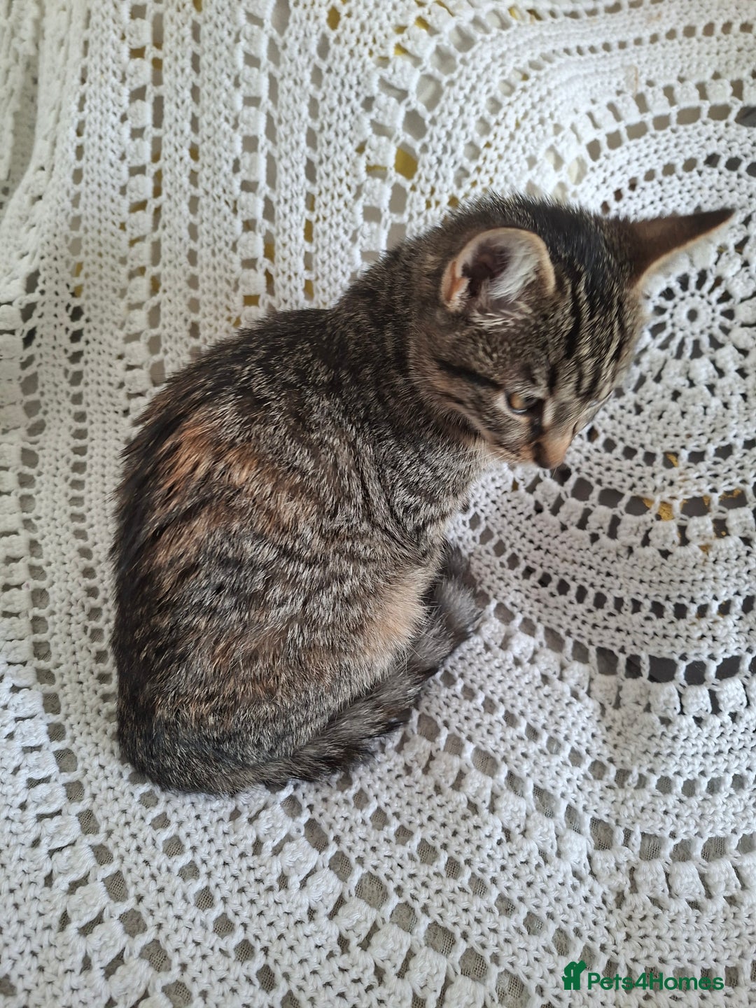 Domestic Shorthair cats for sale: Miss alice s - Advert 5