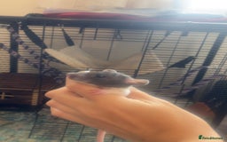 Rat rodents for sale: Baby rats - Image 11