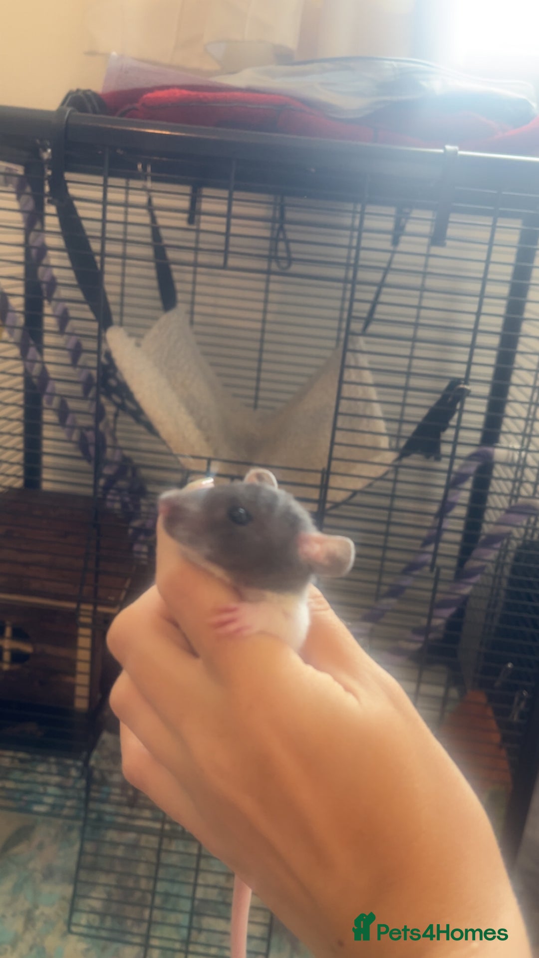 Rat rodents for sale: Baby rats - Image 11