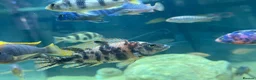 Cichlids fish for sale: Peacock Marble cichlids - Advert 4