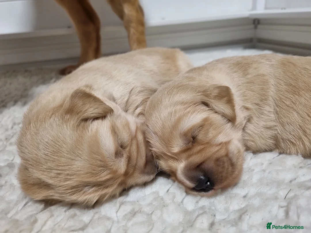 Golden Retriever dogs for sale: KC GOLDEN RETRIEVER PUPPIES  - Advert 7