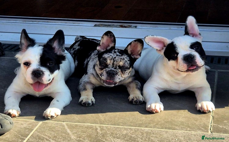 French Bulldog dogs - Advert 3