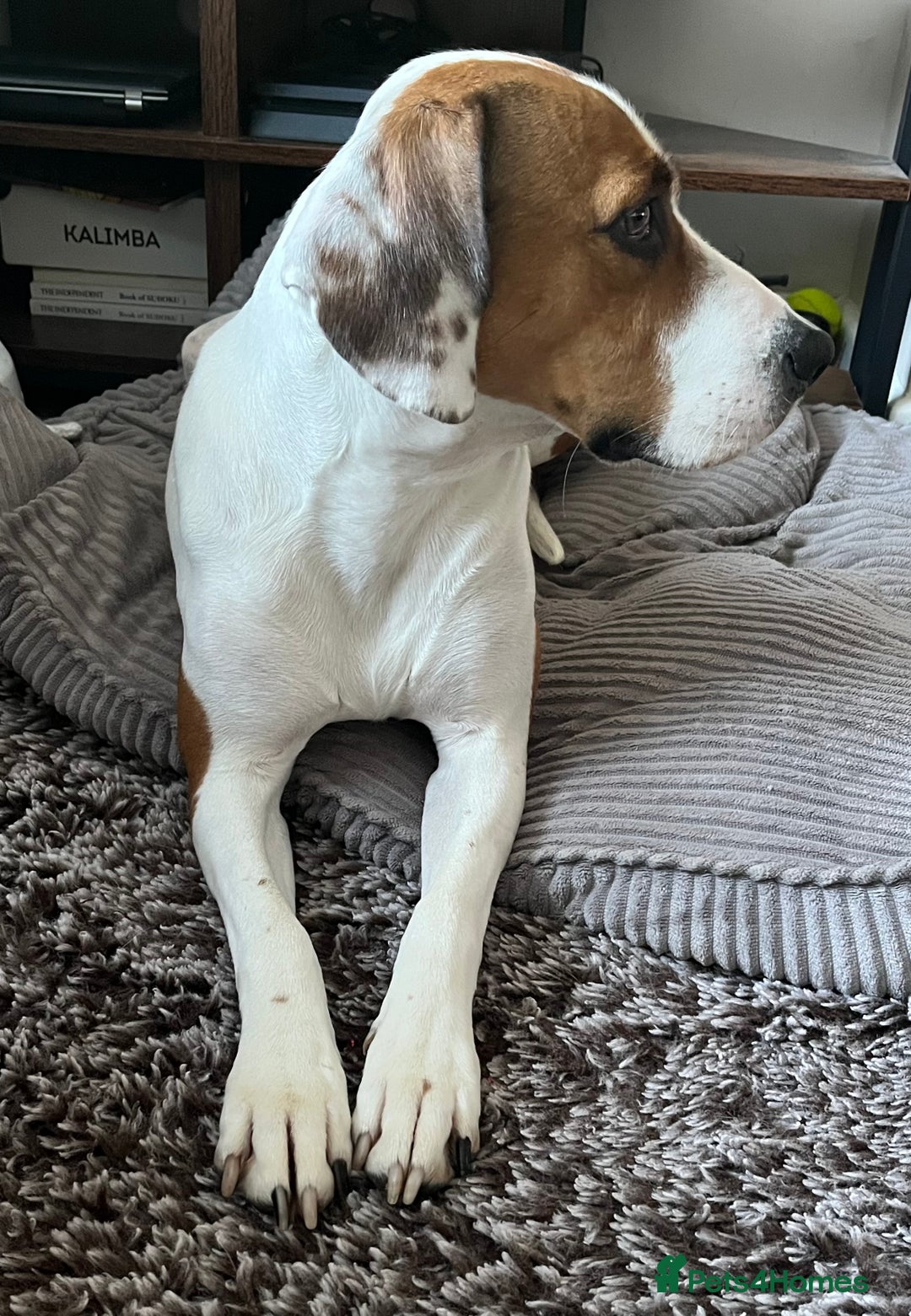 Mixed Breed dogs for sale: American staffy/cocker spaniel cross  - Advert 4