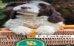 Cockapoo dogs for sale: Unusually fabulous cockapoos   - Image 1