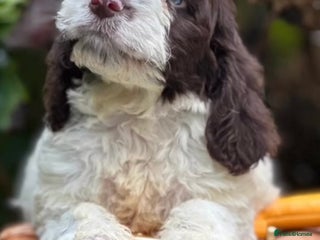 Cockapoo dogs - Advert 3