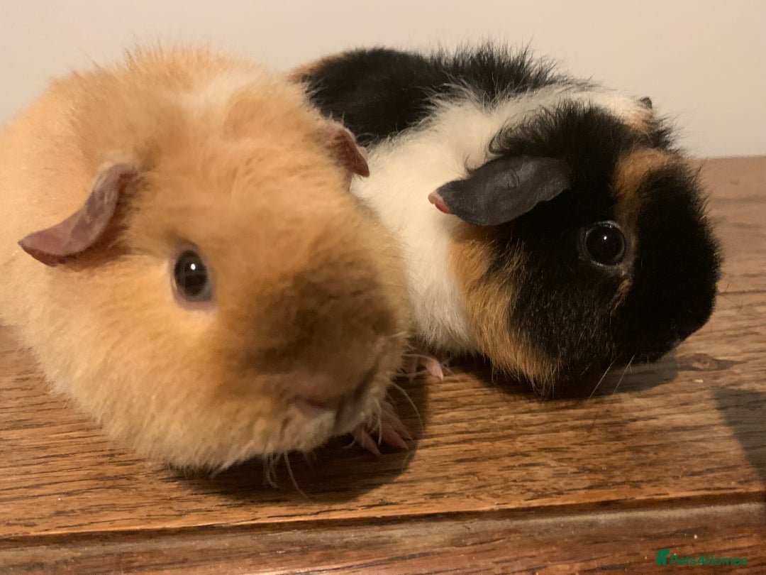 Guinea Pig rodents for sale: Pair of pure bred baby teddy girls  - Advert 1