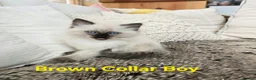 Ragdoll cats for sale: Adorable Ragdoll kittens looking for loving homes! - Advert 11