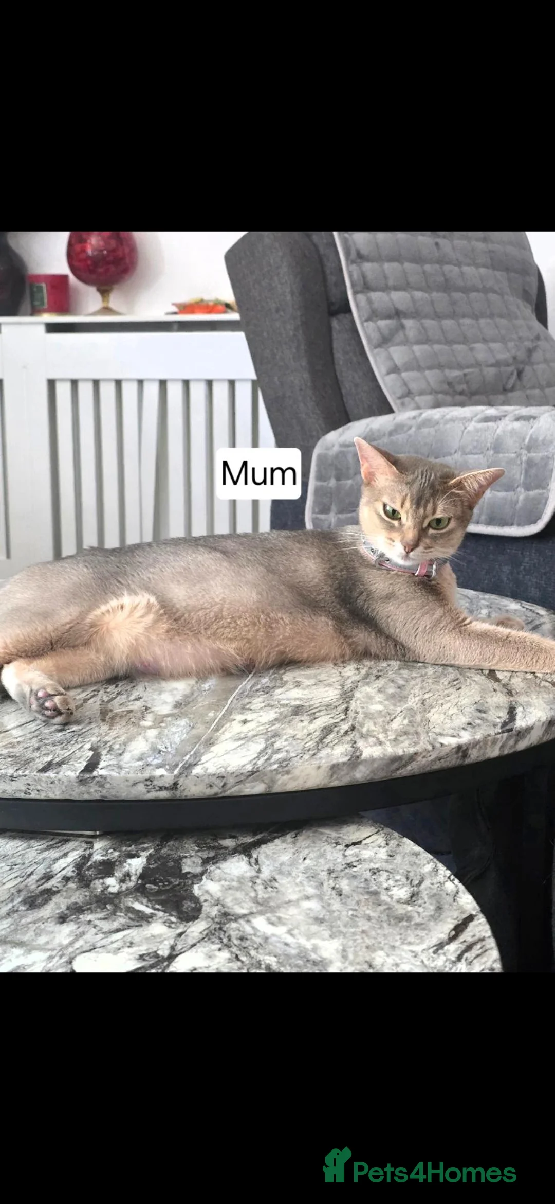 Abyssinian cats for sale: Adorable  Abyssinian  male for sale - Advert 1