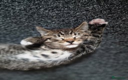 Mixed Breed cats for sale: Male and Female Cats - Image 11