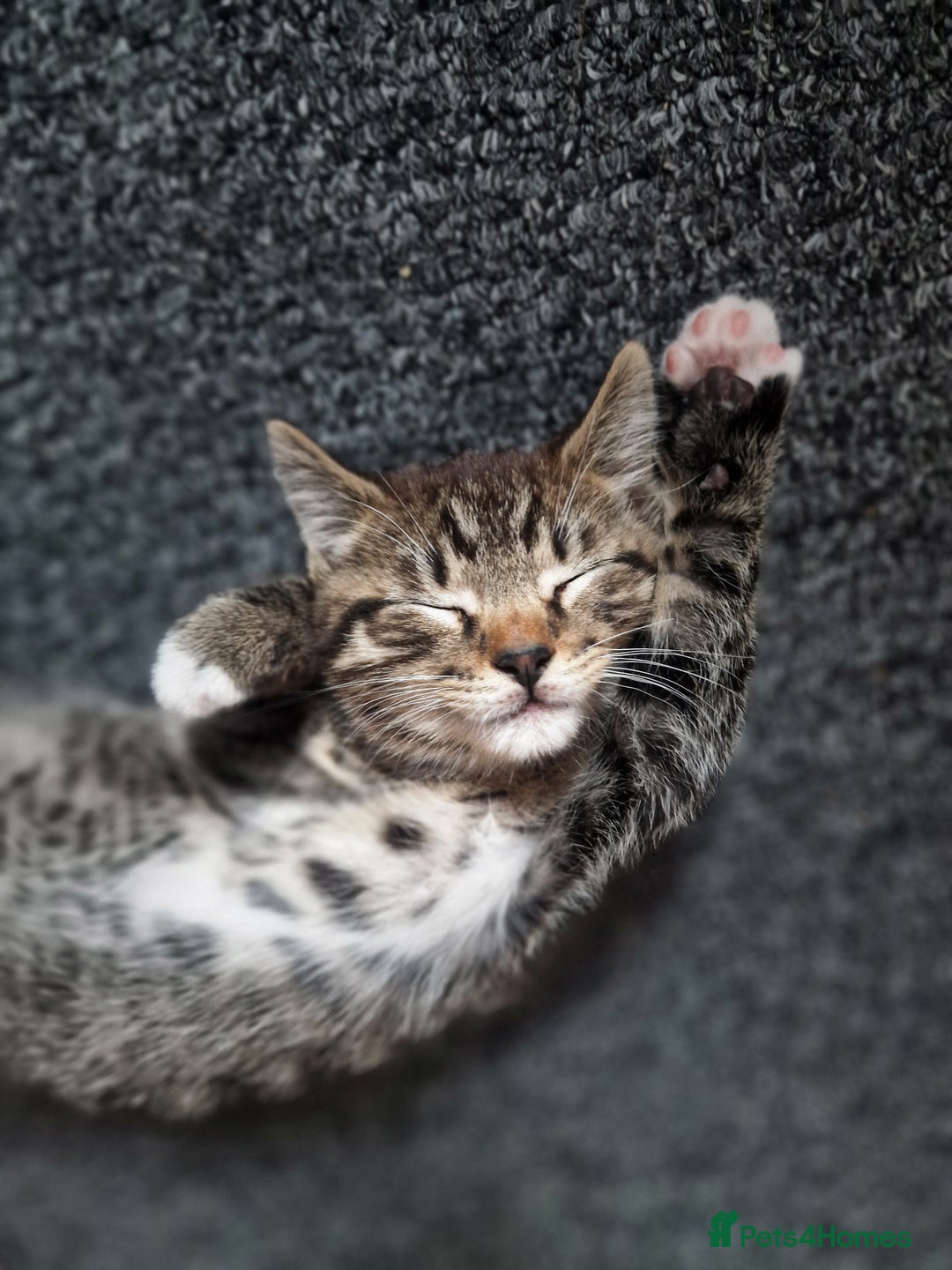 Mixed Breed cats for sale: Male and Female Cats - Image 11
