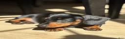 Miniature Dachshund dogs for sale: Female Minature Dachshund  - Advert 9
