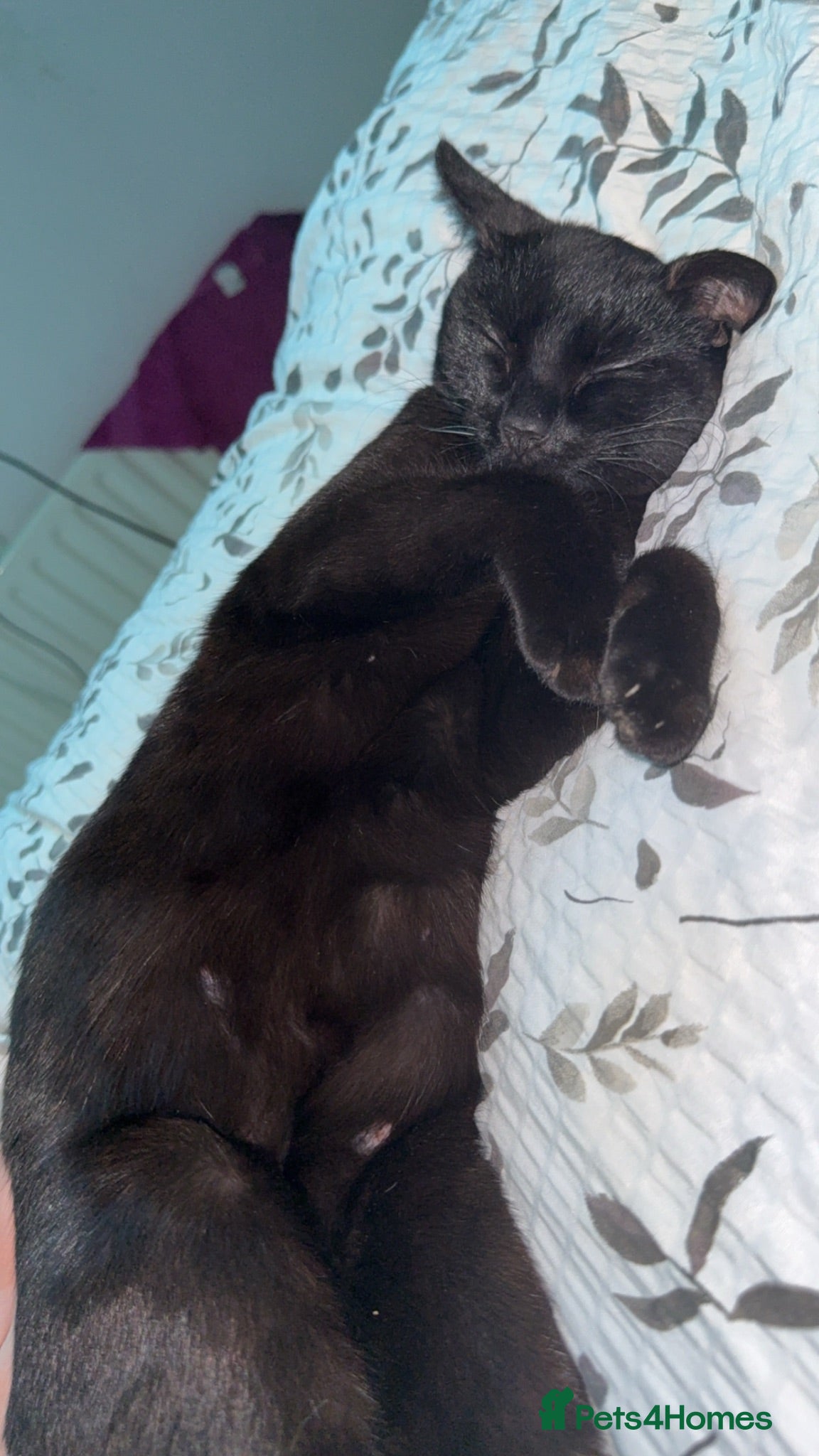 Domestic Shorthair cats 2 FEMALE KITTENS - Advert 1