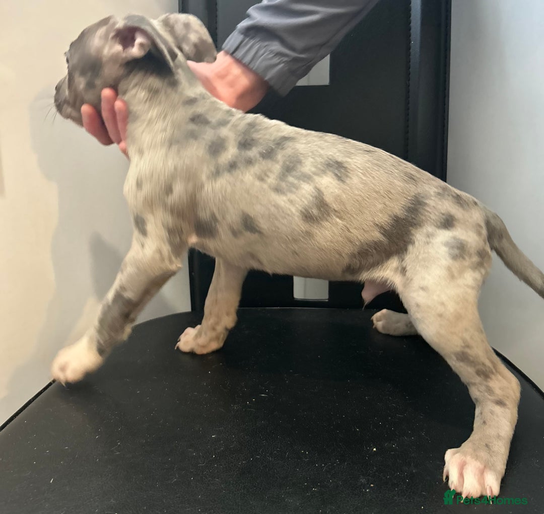 Mixed Breed dogs for sale: Mastiff x Shar pei puppies  - Image 19