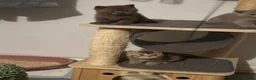 British Shorthair cats for sale: Rare colours pure breed BSH - Advert 20