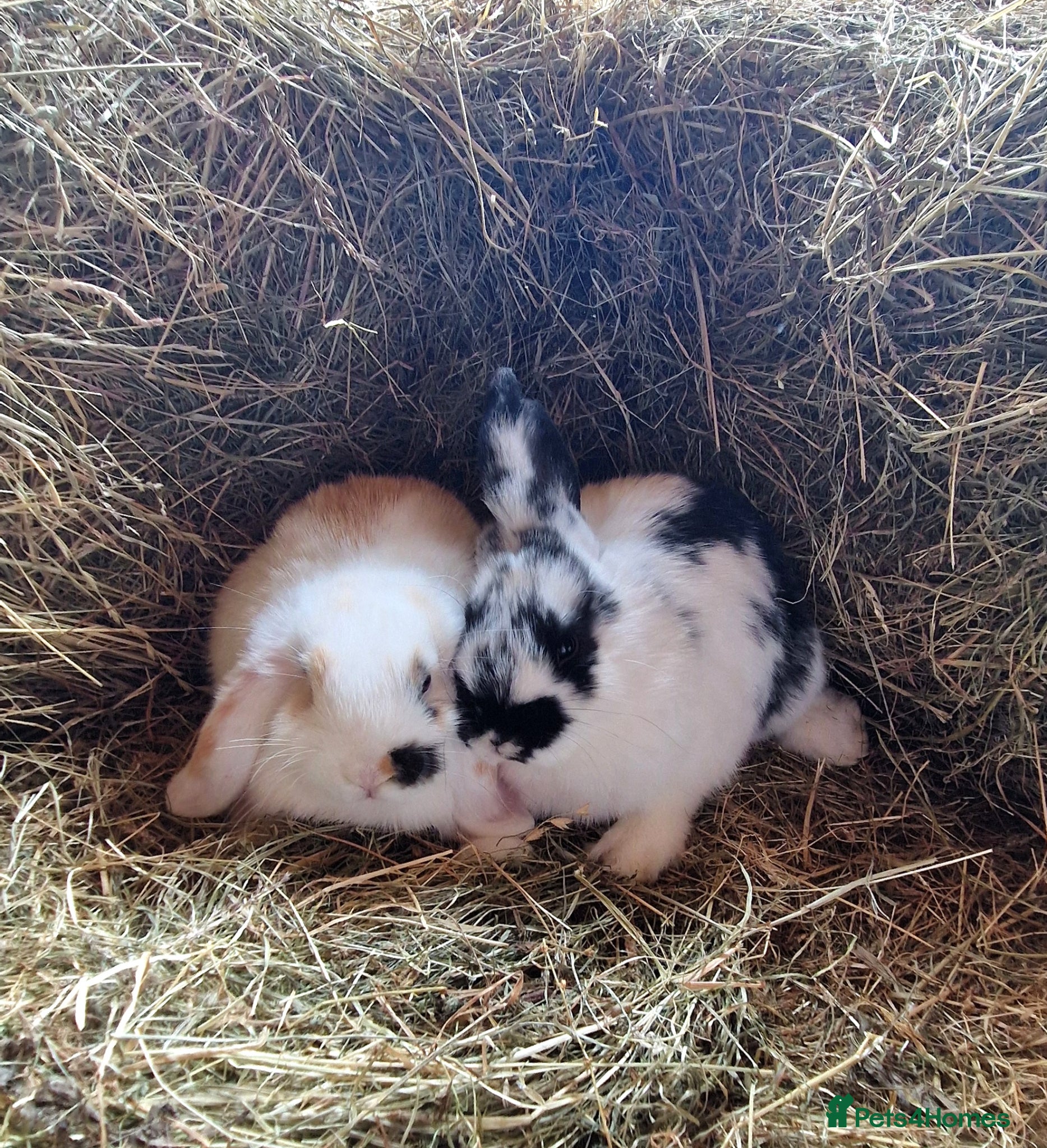 Mini Lop rabbits for sale: Mini lop baby rabbits - Advert 2