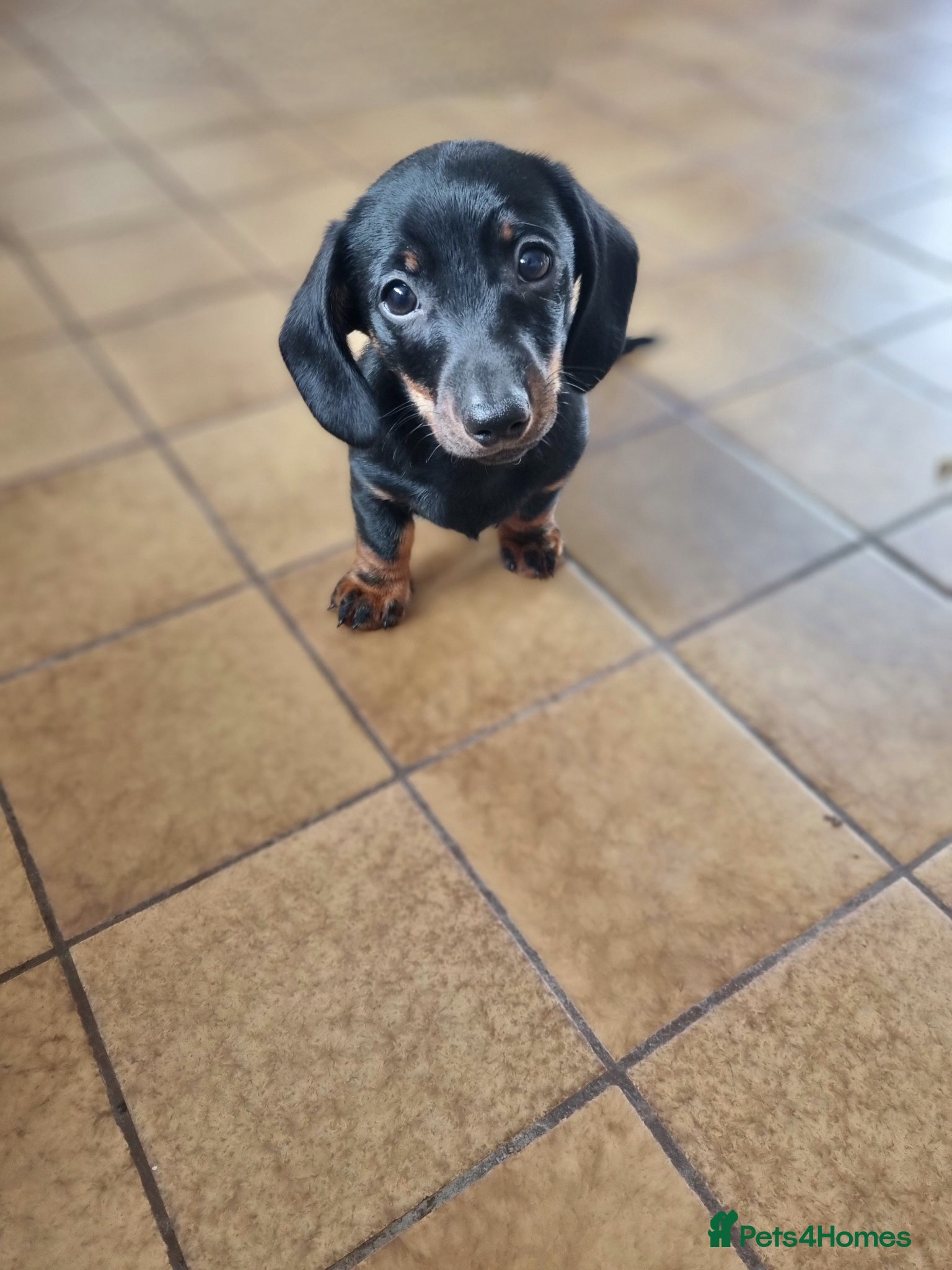 Miniature Dachshund dogs 1 gorgeous black and tan boy - Advert 2