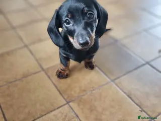 Miniature Dachshund dogs 1 gorgeous black and tan boy - Advert 2