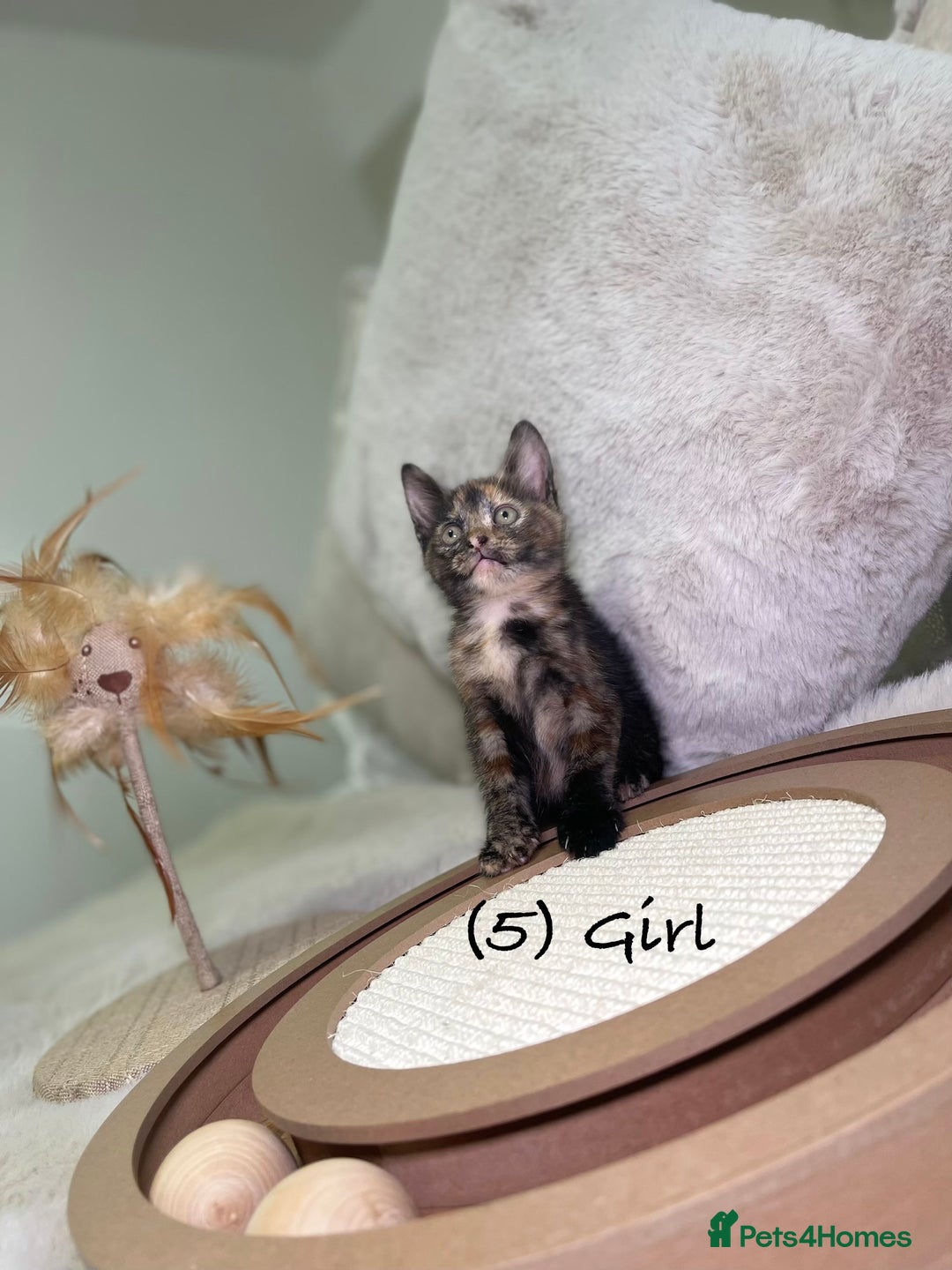 Mixed Breed cats for sale: Stunning kittens 8 weeks old ready now  - Advert 20