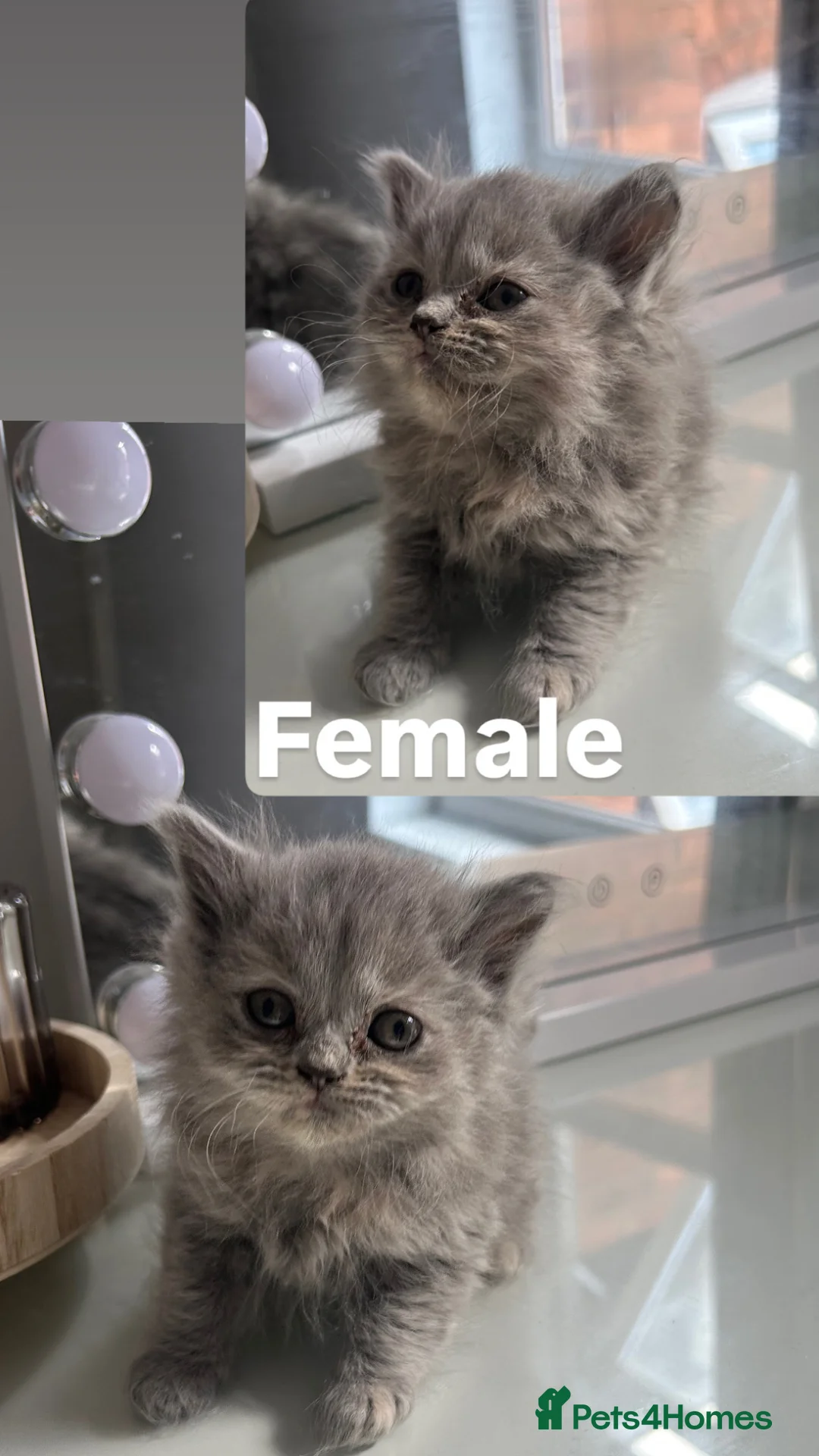 British Shorthair cats for sale: British short hair kittens for sale  in Birmingham - Advert 4