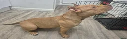 American Bully dogs for sale: Loving Home Wanted for 1 year old Sugar Cane - Advert 3