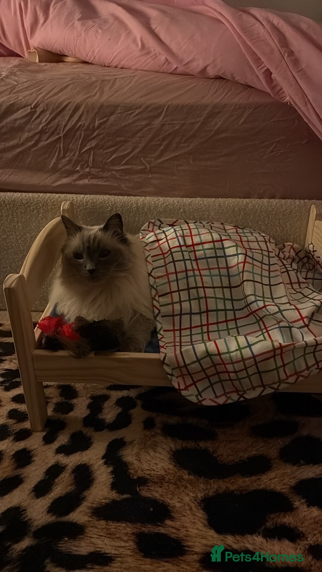 Ragdoll cats for sale: Two loving beautiful rag dolls  - Advert 6