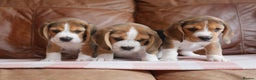 Beagle dogs for sale: Quality Health Tested Beagle Puppies - Advert 11