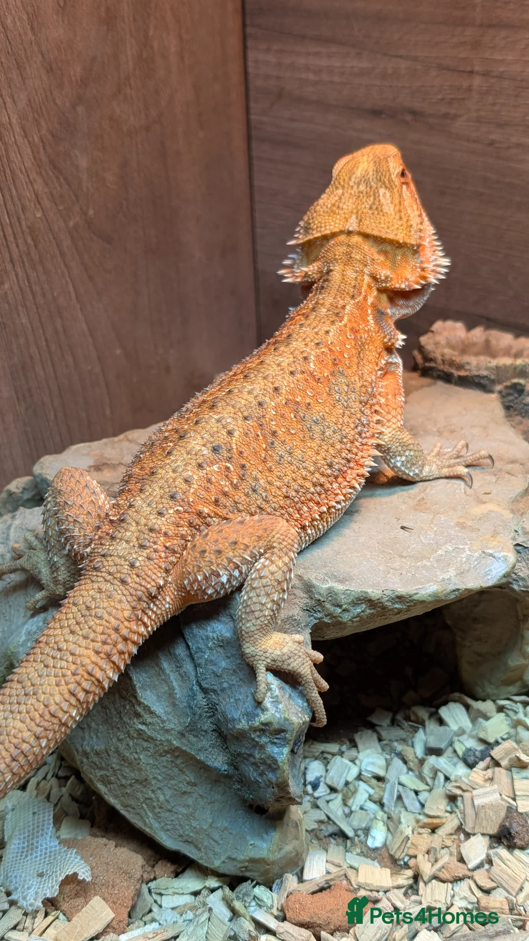 Bearded Dragon reptiles for sale: Bearded dragons and vividium  - Advert 1