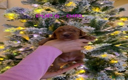 Cocker Spaniel dogs for sale: Lovely Cocker Spaniel Puppies From Our Family Dogs - Advert 14